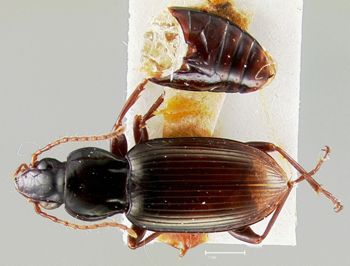 Media type: image;   Entomology 22486 Aspect: habitus dorsal view